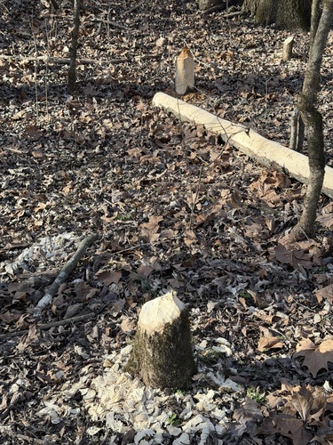American Beaver photographed in Missouri