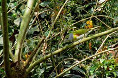 Pachyramphus viridis