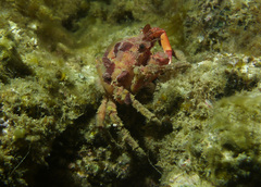 Schizophrys