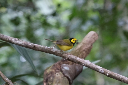 Hooded Warbler (Setophaga citrina)