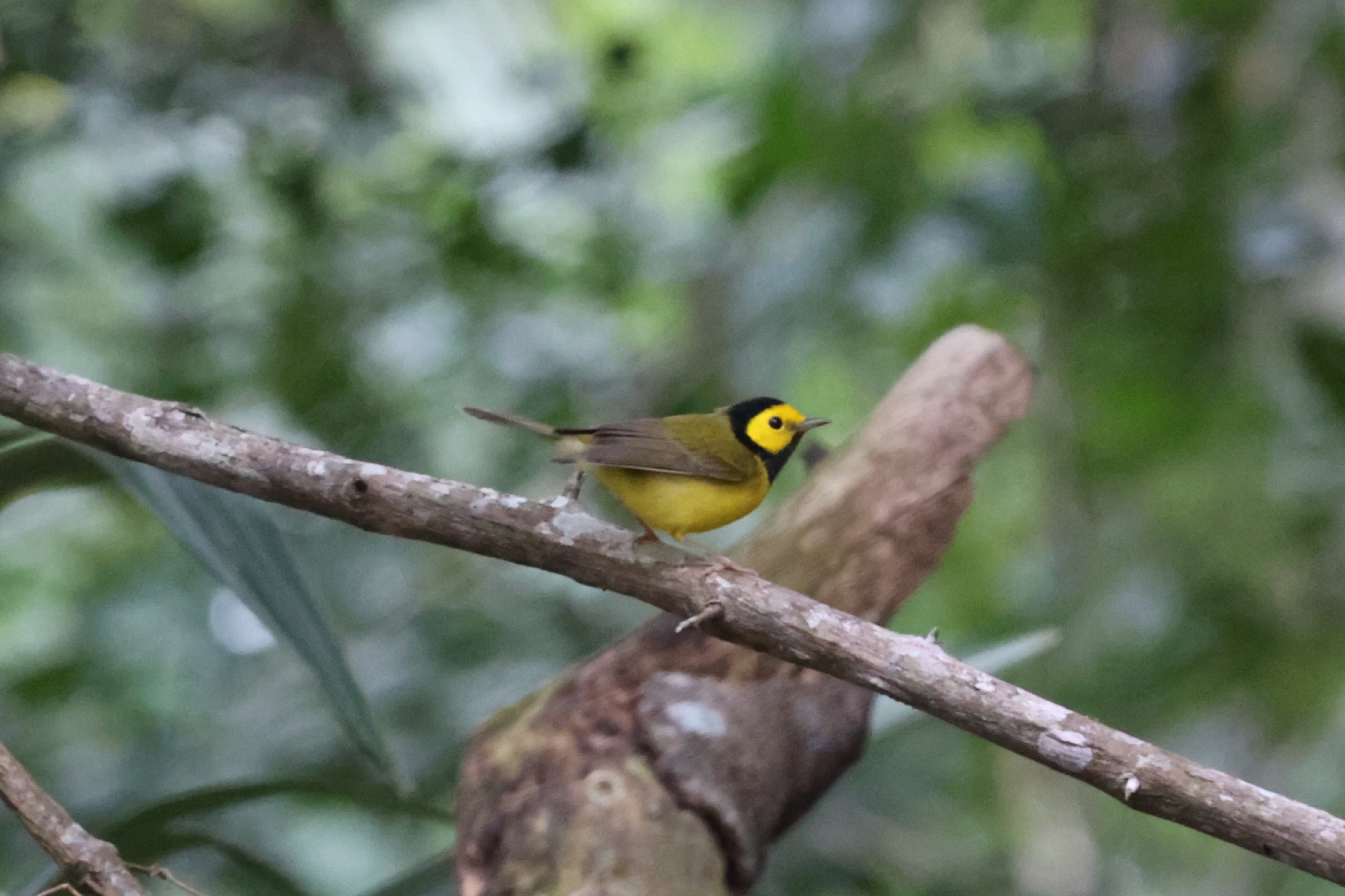 Hooded Warbler (Setophaga citrina), photo 1