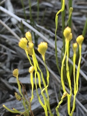 Schizaea bifida