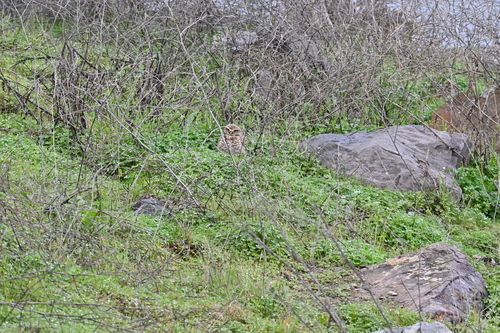 View observation of {o.common_name} on iNaturalist