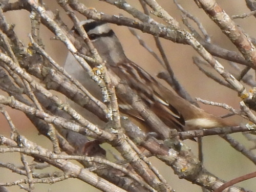 White-crowned Sparrow (Zonotrichia leucophrys), photo 5