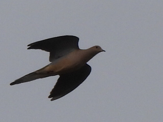 Mourning Dove (Zenaida macroura), photo 4