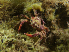 Schizophrys