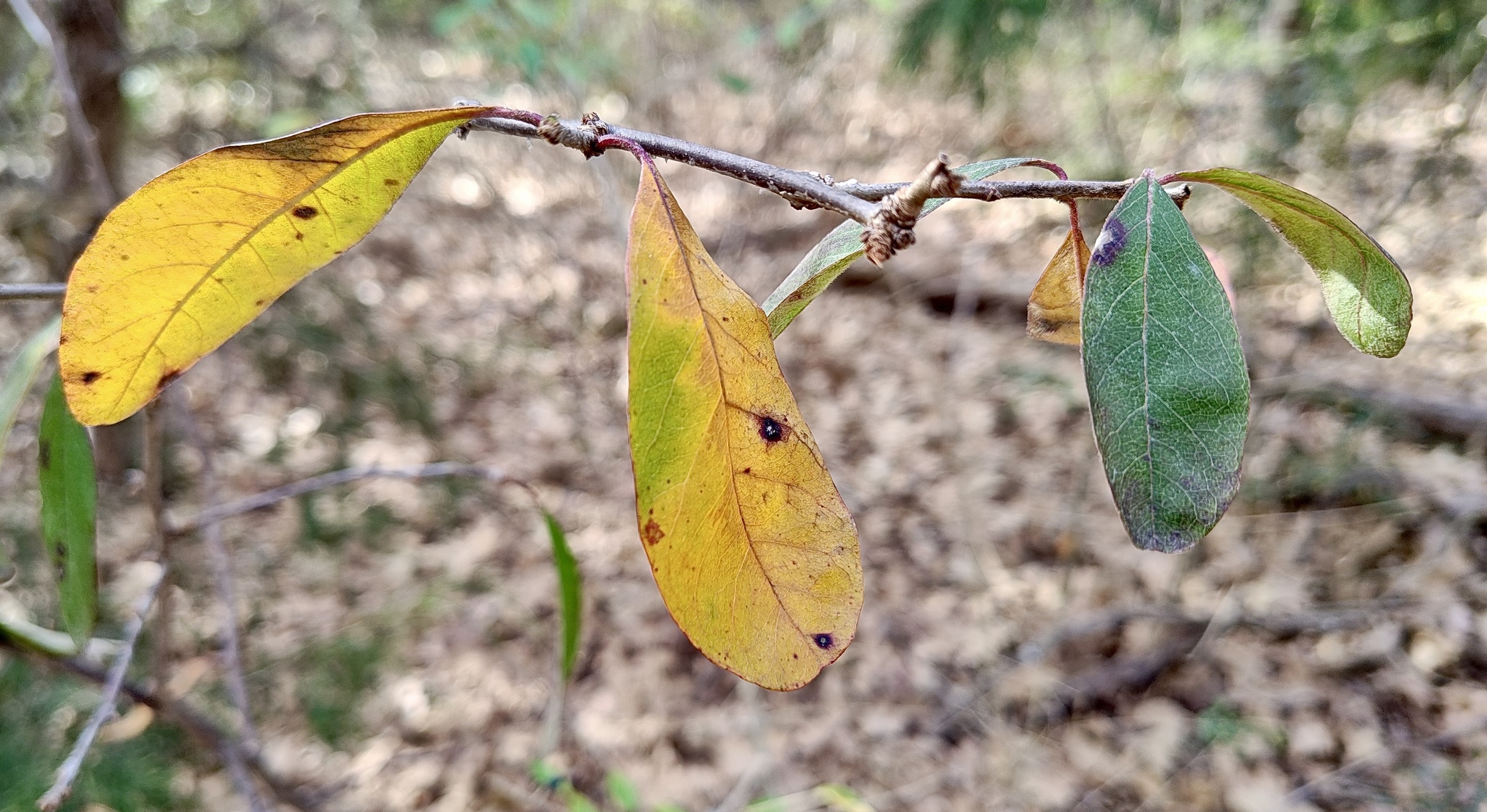 Imagem de Sideroxylon lanuginosum