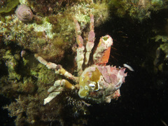 Schizophrys