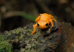 Brachycephalus ephippium