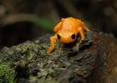 Brachycephalus ephippium
