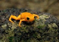 Brachycephalus ephippium