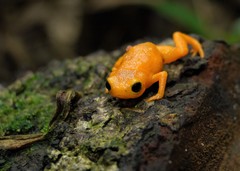 Brachycephalus ephippium