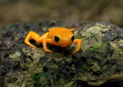 Brachycephalus ephippium