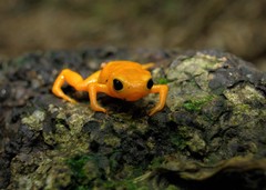 Brachycephalus ephippium