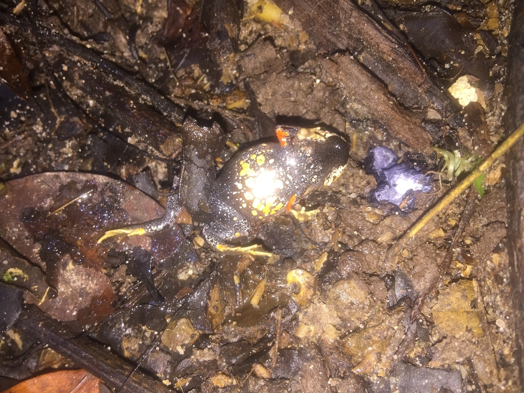 Paratelmatobius segallai