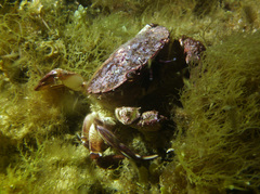 Nectocarcinus integrifrons