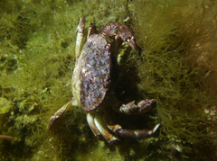 Nectocarcinus integrifrons