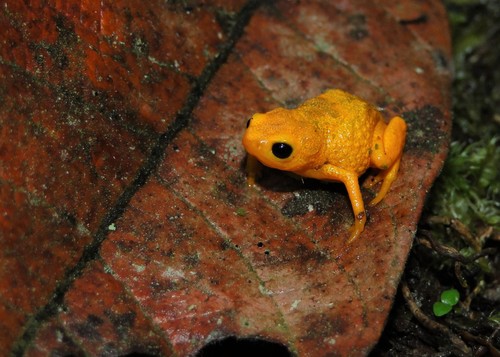Serra da Bocaina Flea Toad, Brachycephalus vertebralis