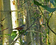 Microspingus cabanisi