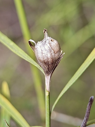Unknown species found near Cedar Hill State Park, Cedar Hill, TX, US