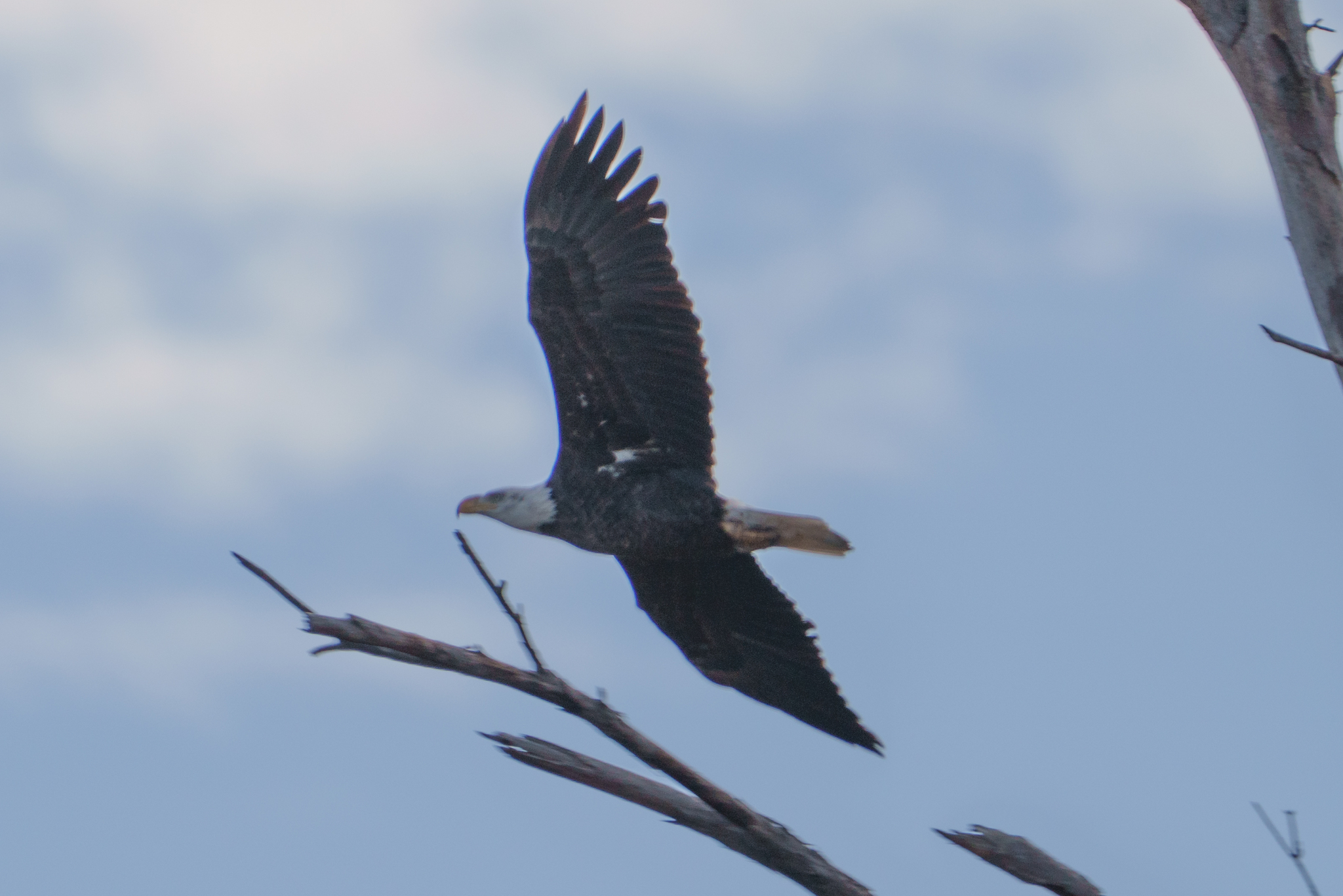 Haliaeetus leucocephalus (Linnaeus, 1766)