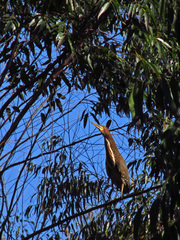 Tigrisoma lineatum