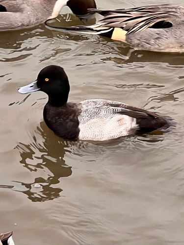 Lesser Scaup (Aythya affinis), photo 6