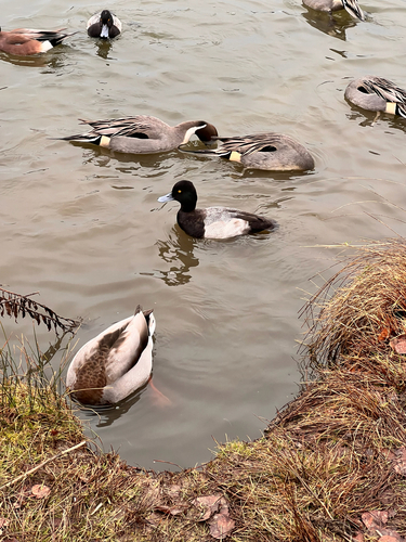 Lesser Scaup (Aythya affinis), photo 7