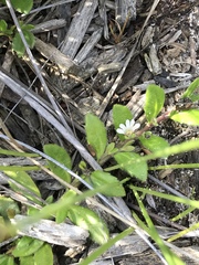 Scaevola hookeri