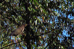 Tigrisoma lineatum