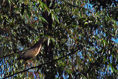 Tigrisoma lineatum