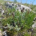 Oxytropis grandiflora - Photo (c) Daba, algunos derechos reservados (CC BY-NC), subido por Daba