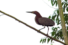 Tigrisoma lineatum