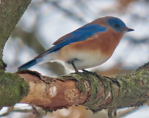 Eastern Bluebird
