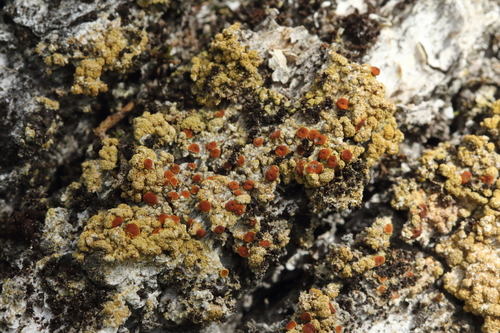 iNaturalist observation photo of Gyalolechia persimilis