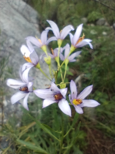 Solanum angustifidum, photograph 3
