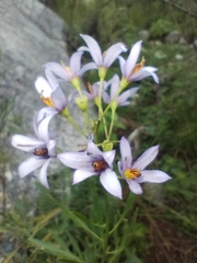Matias Baranzelli, CC BY, iNaturalist via GBIF Solanum angustifidum, photograph Matias Baranzelli, CC BY, iNaturalist via GBIF