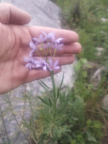 Solanum angustifidum, photograph 4