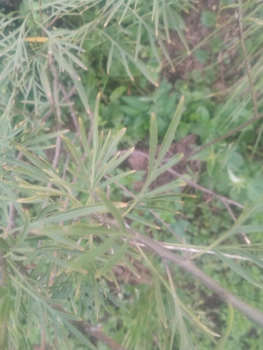 Solanum angustifidum, photograph 5