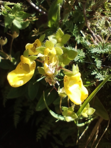 Calceolaria parviflora (Calceolaria parviflora)