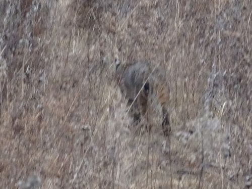 Bobcat photographed in Kansas