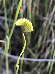 Schizaea bifida