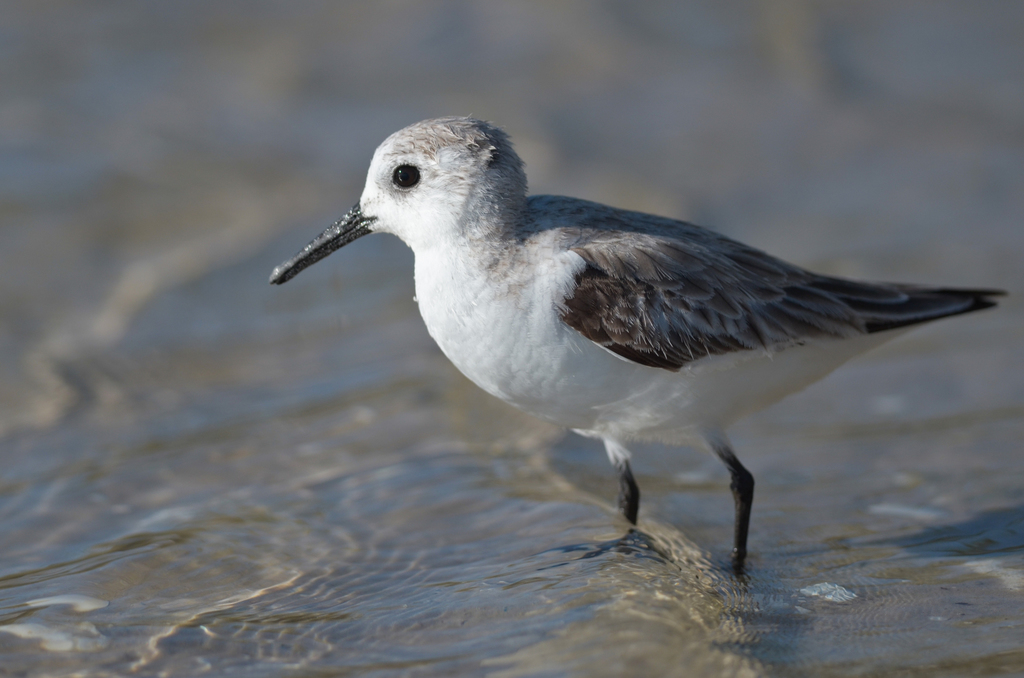 Sanderling from Lee County, FL, USA on March 12, 2018 at 05:34 PM by ...