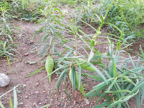 Cynanchum thesioides