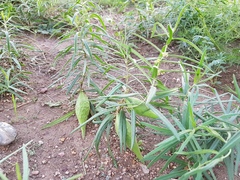 Vincetoxicum sibiricum