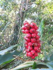 Alpinia shimadae