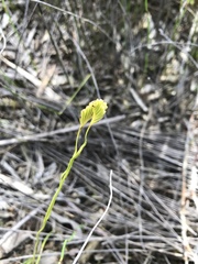Schizaea bifida
