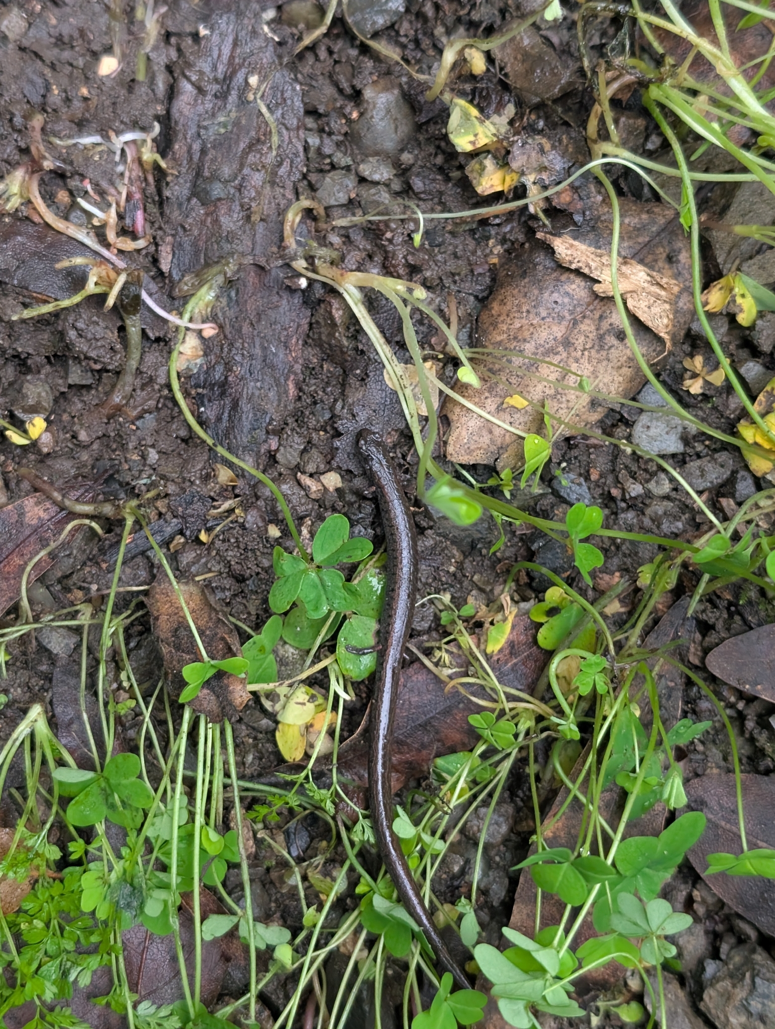 Batrachoseps attenuatus (Eschscholtz, 1833)