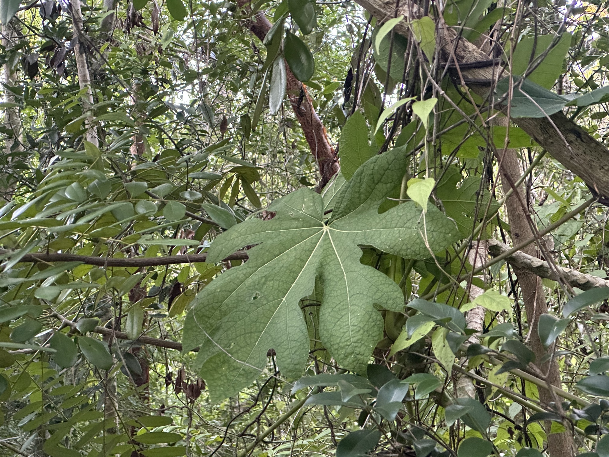 Papaya