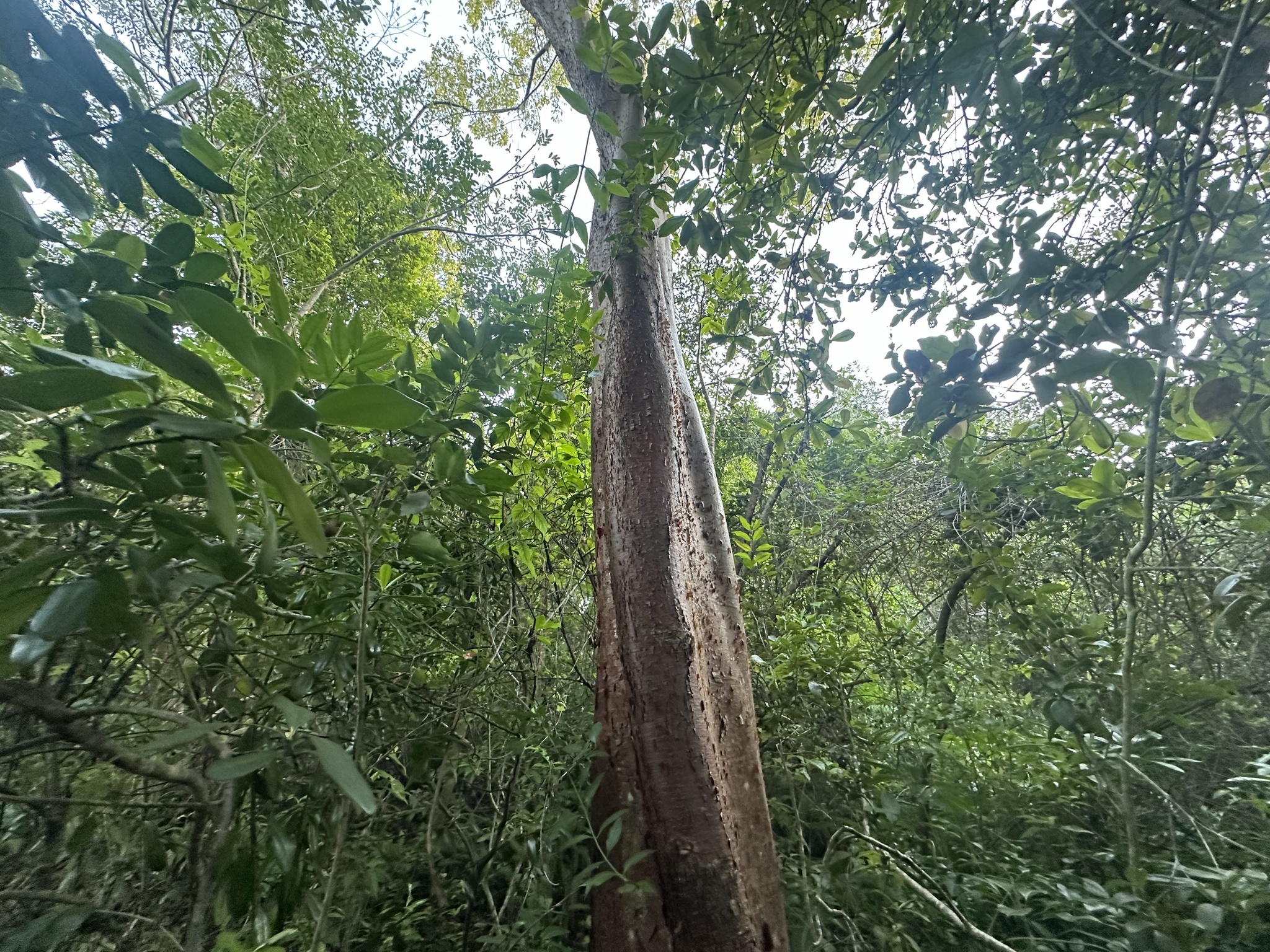 Imagem de pau-mulato